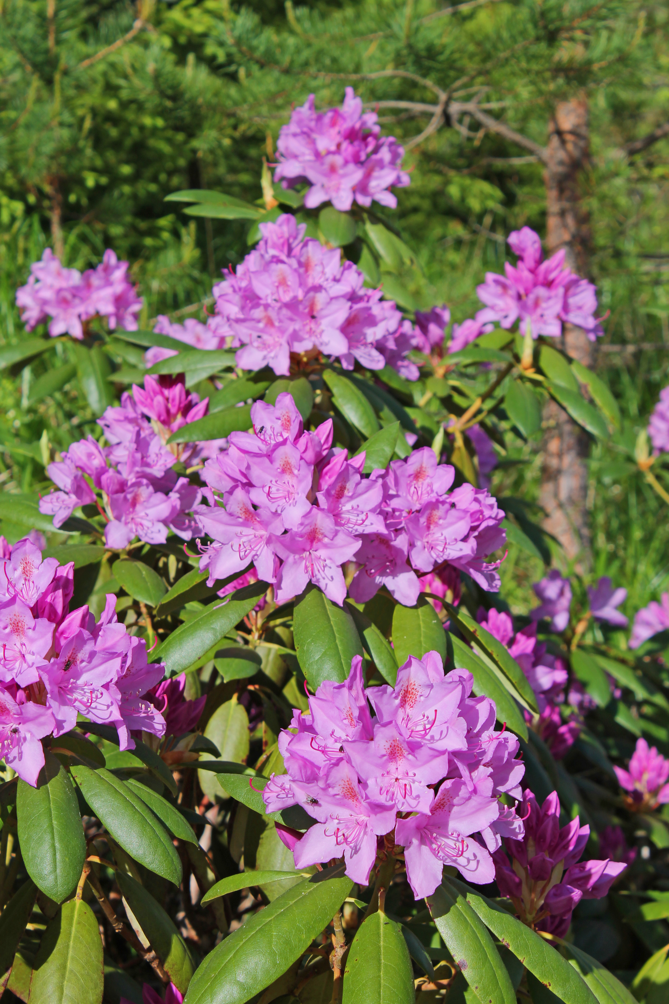 rhododendron2