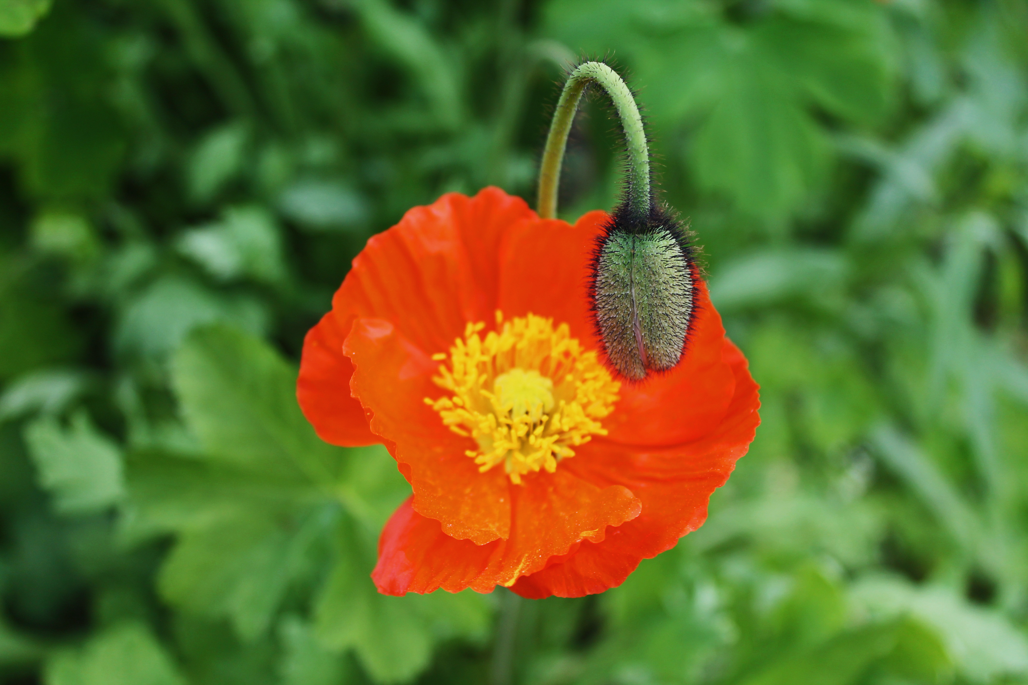 Siberian Poppy