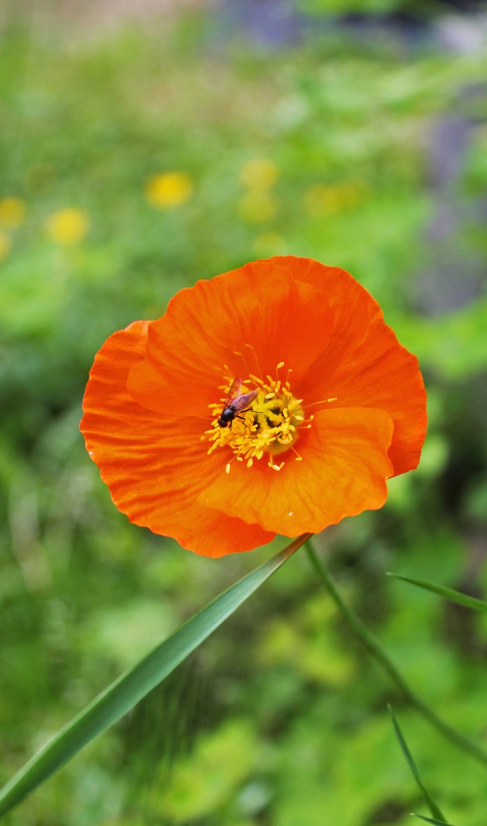 Siberian Poppy2