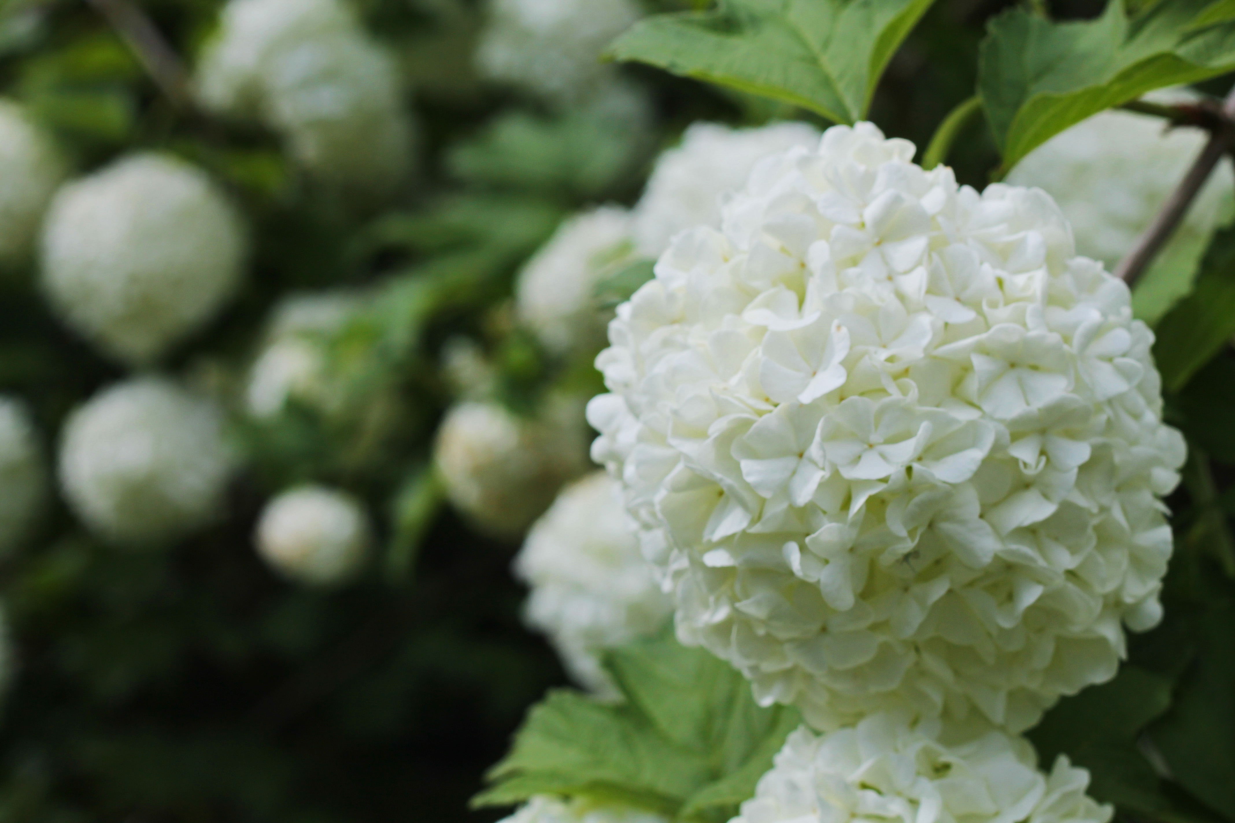 Snowball1