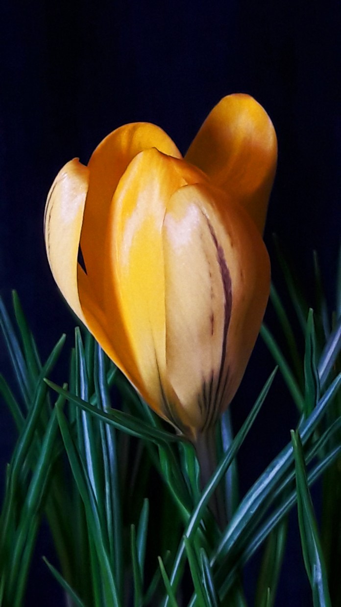 Crocus1