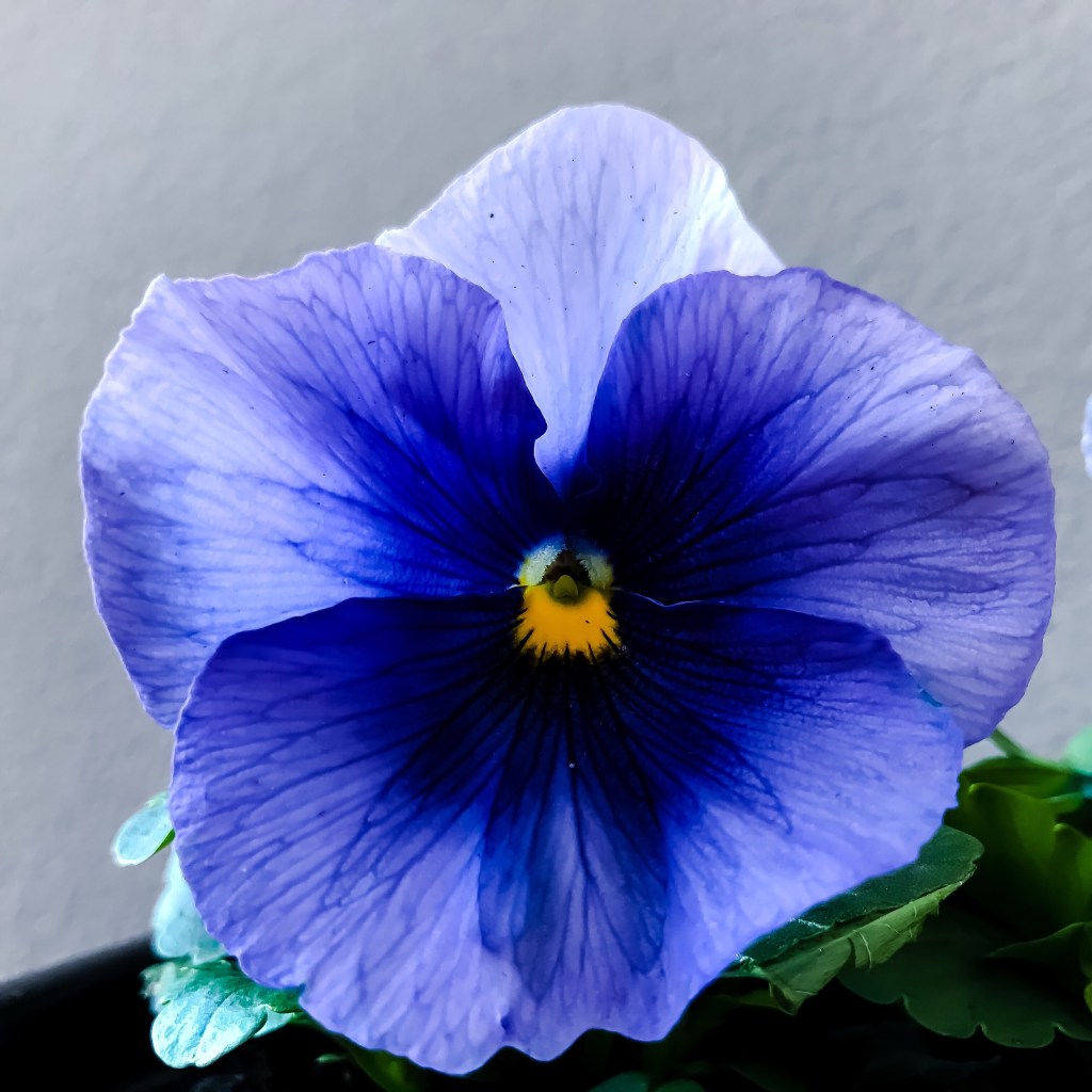 Pansy