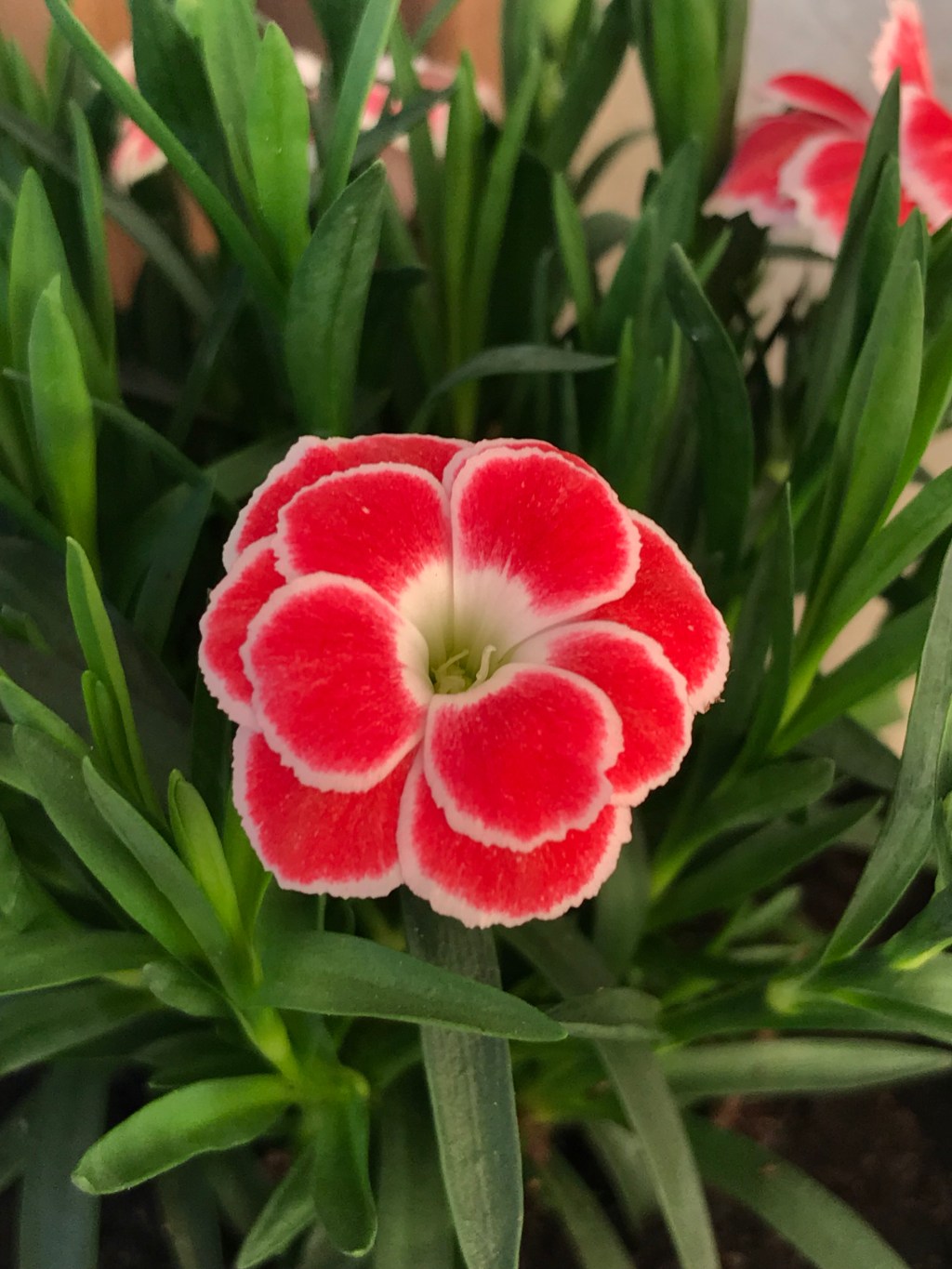Dianthus