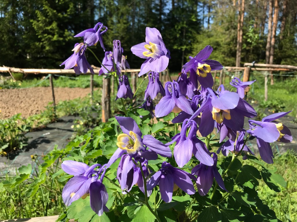 Aquilegia