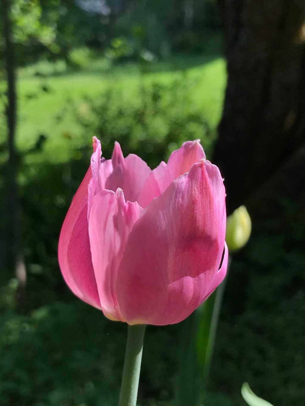 Flag Tulip