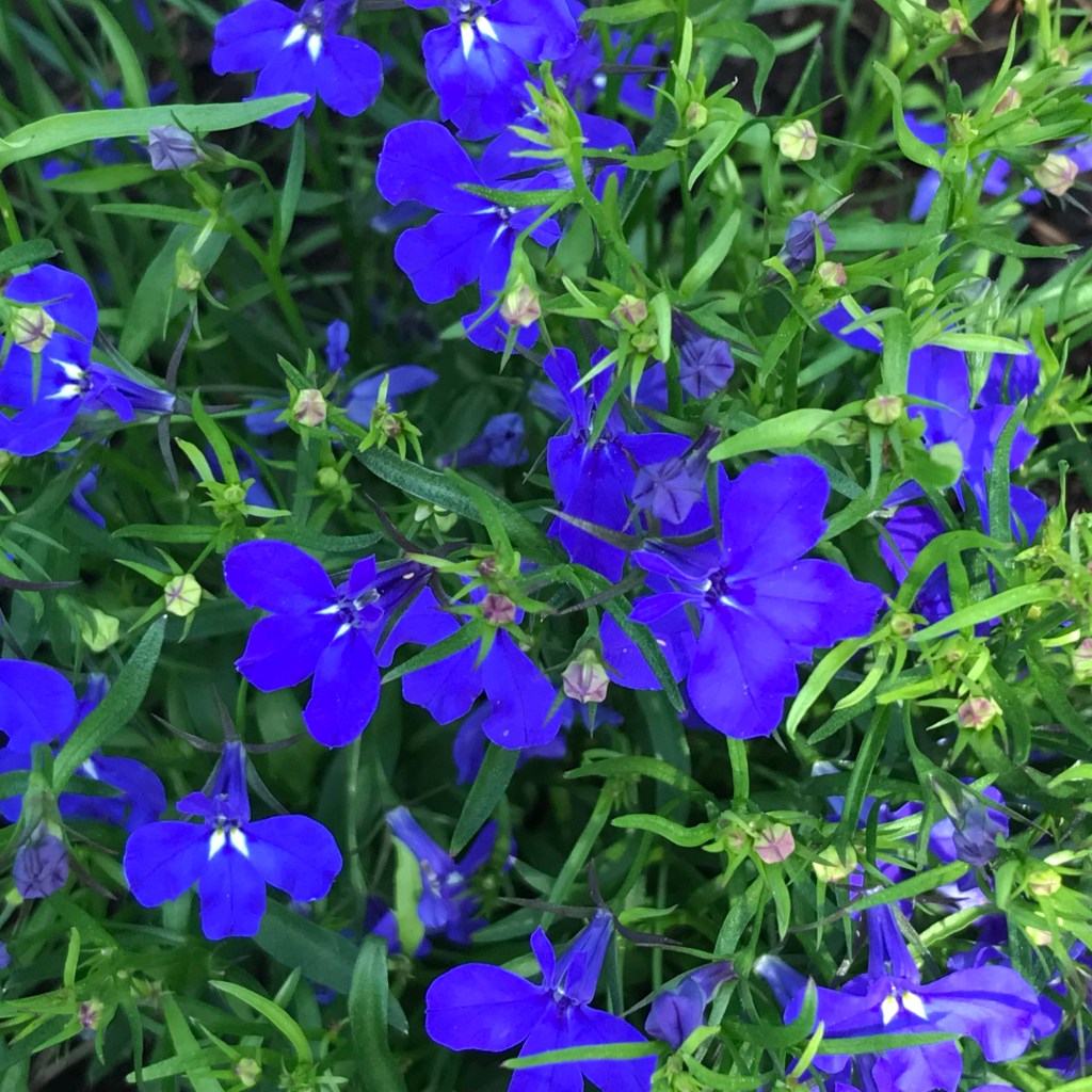 Lobelia