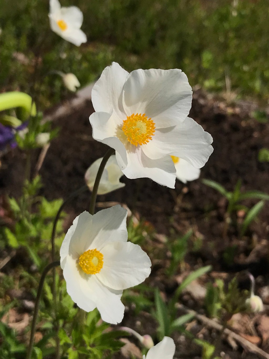 Snowdrop Windflower