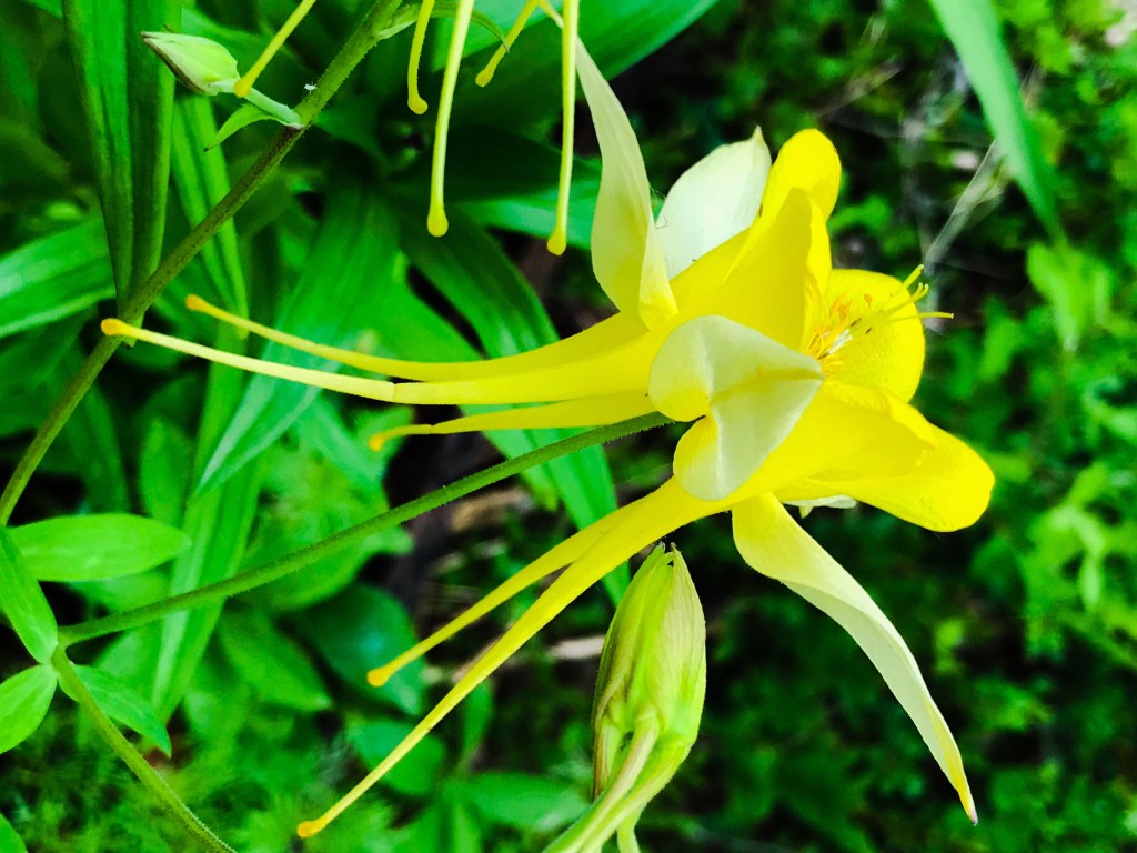 Yellow Queen