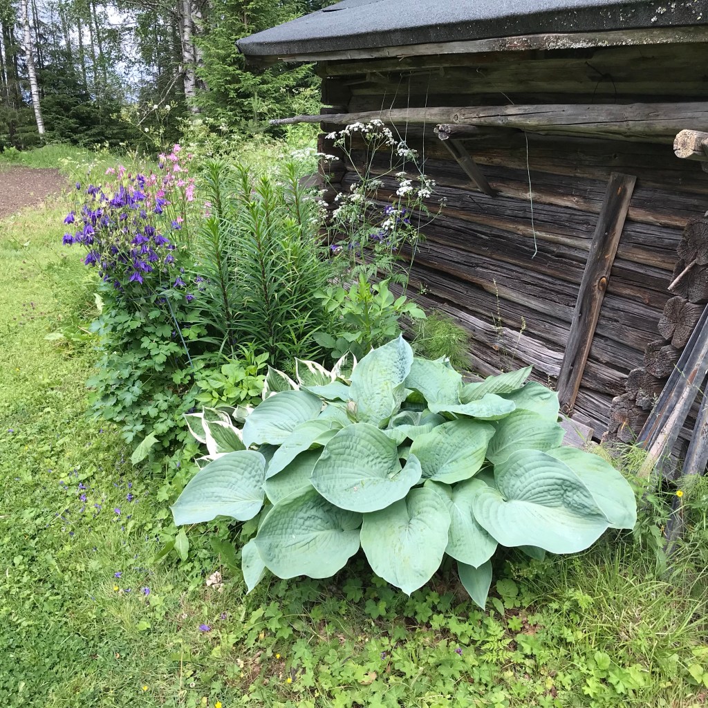 Giant Blue Hosta
