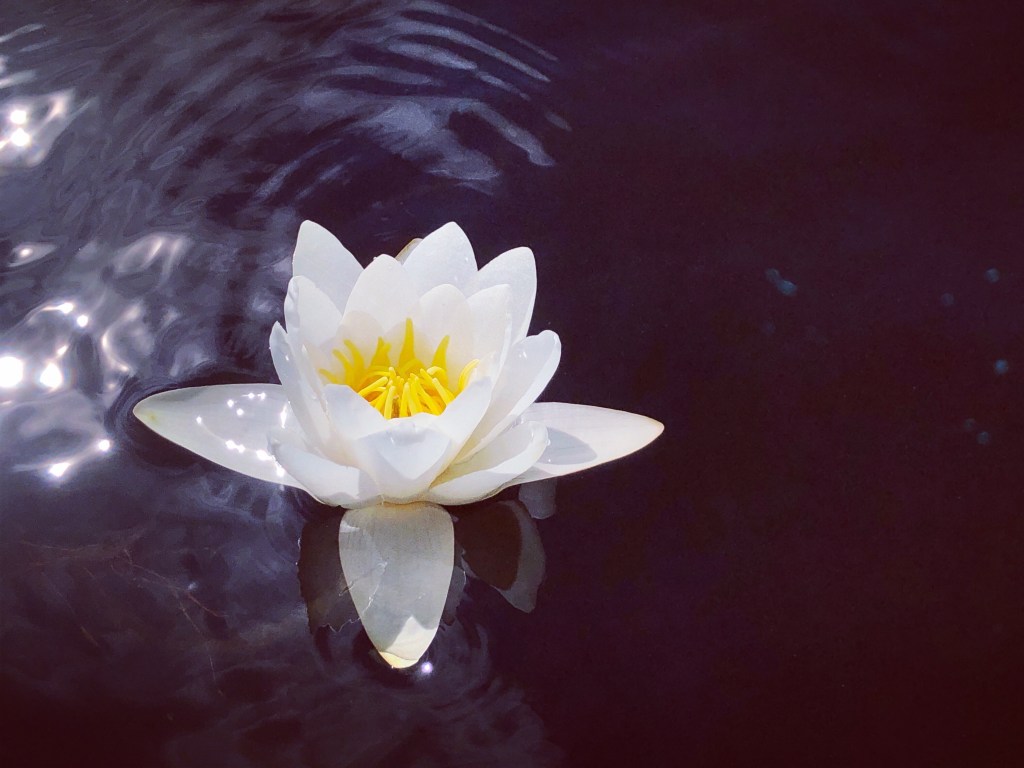 Water Lily