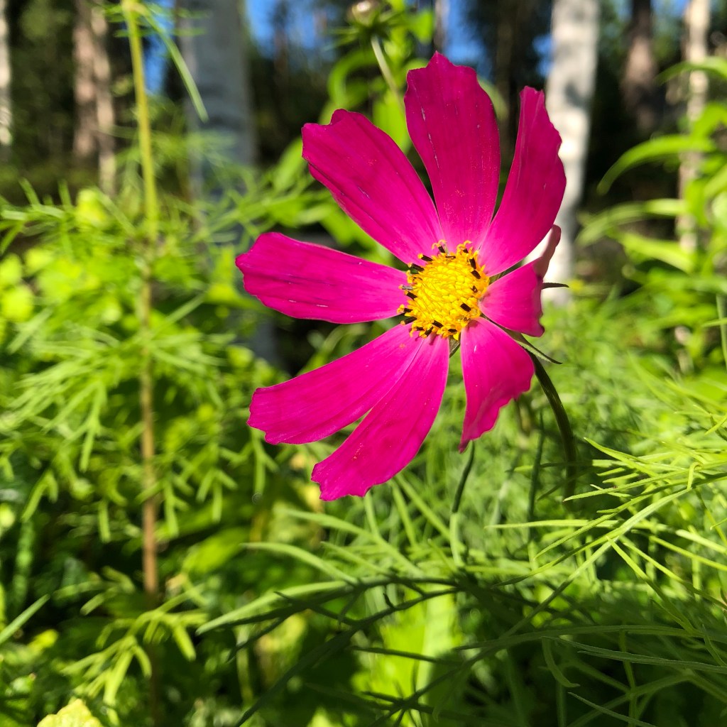 Cosmos