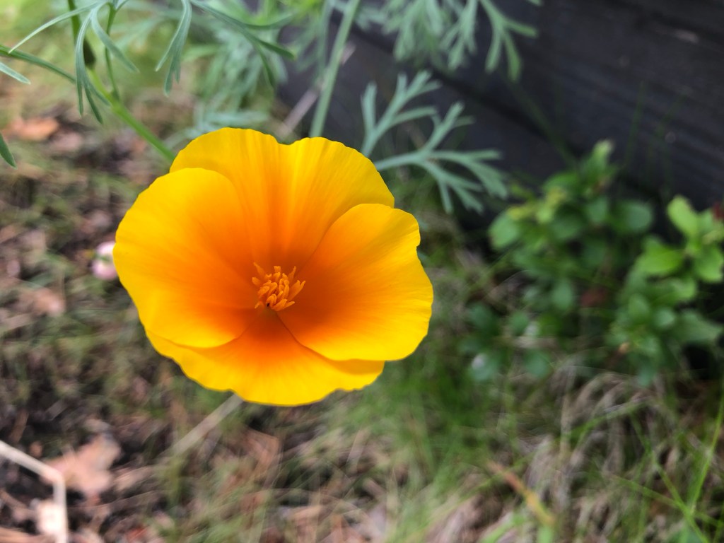 California Poppy