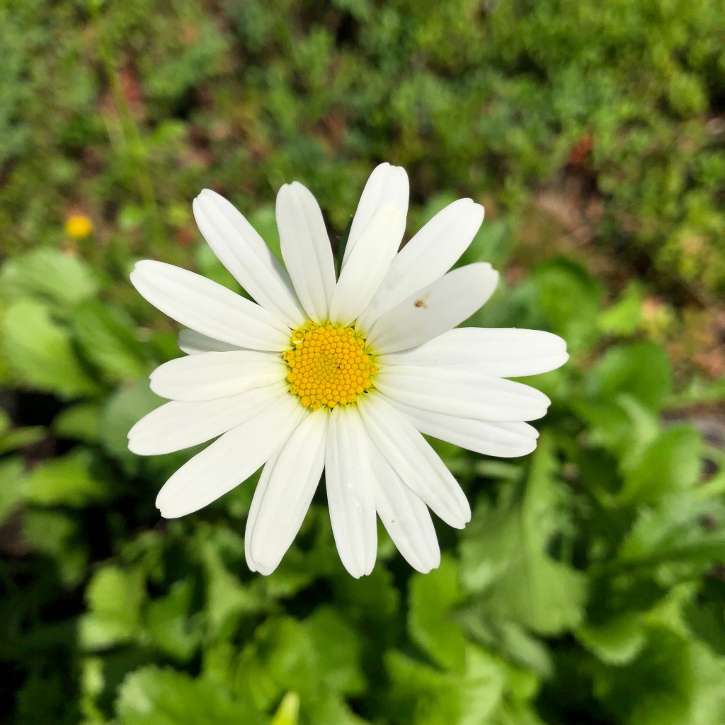 May Queen