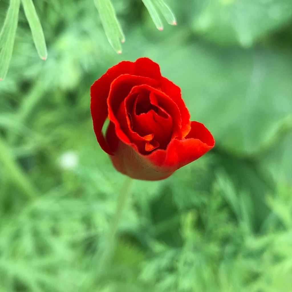 Red Chief
