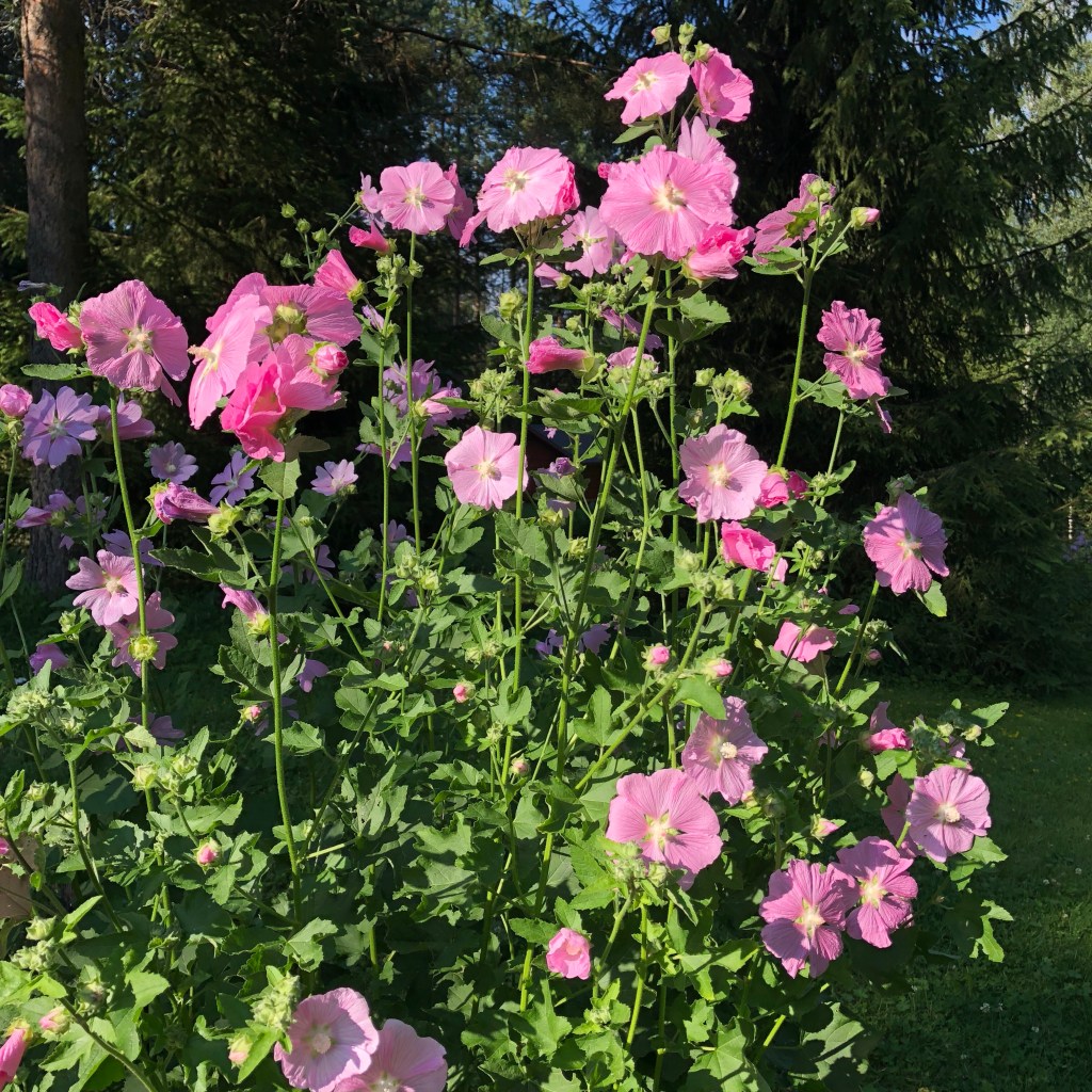 Mallow