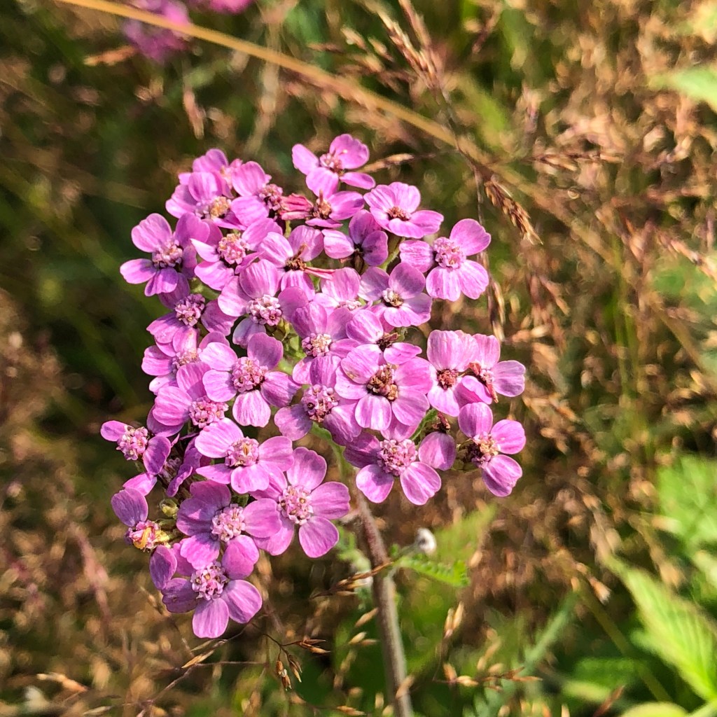 Yarrow