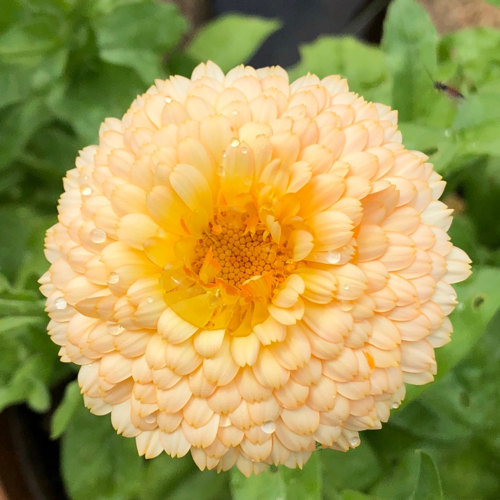 Marigold