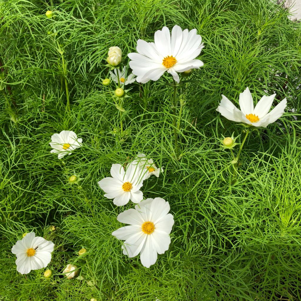 Purity