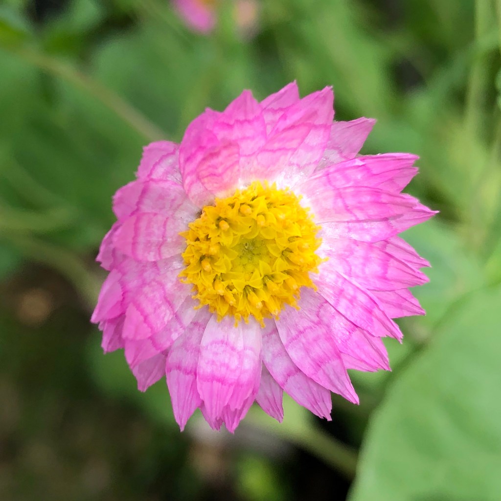 Pink Sunray