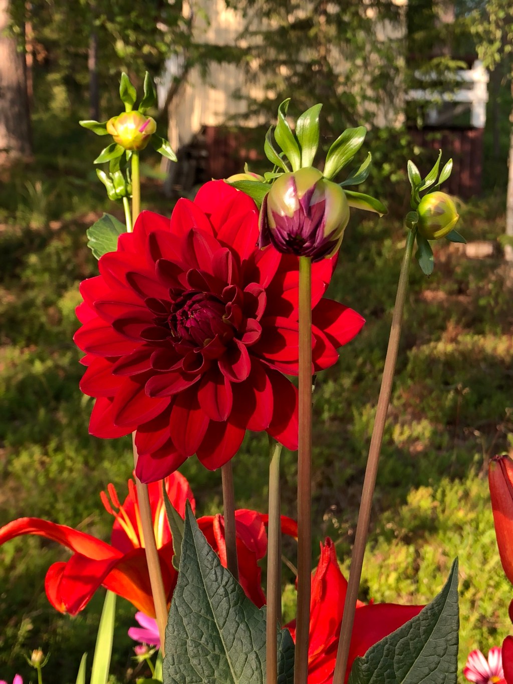 Dahlia