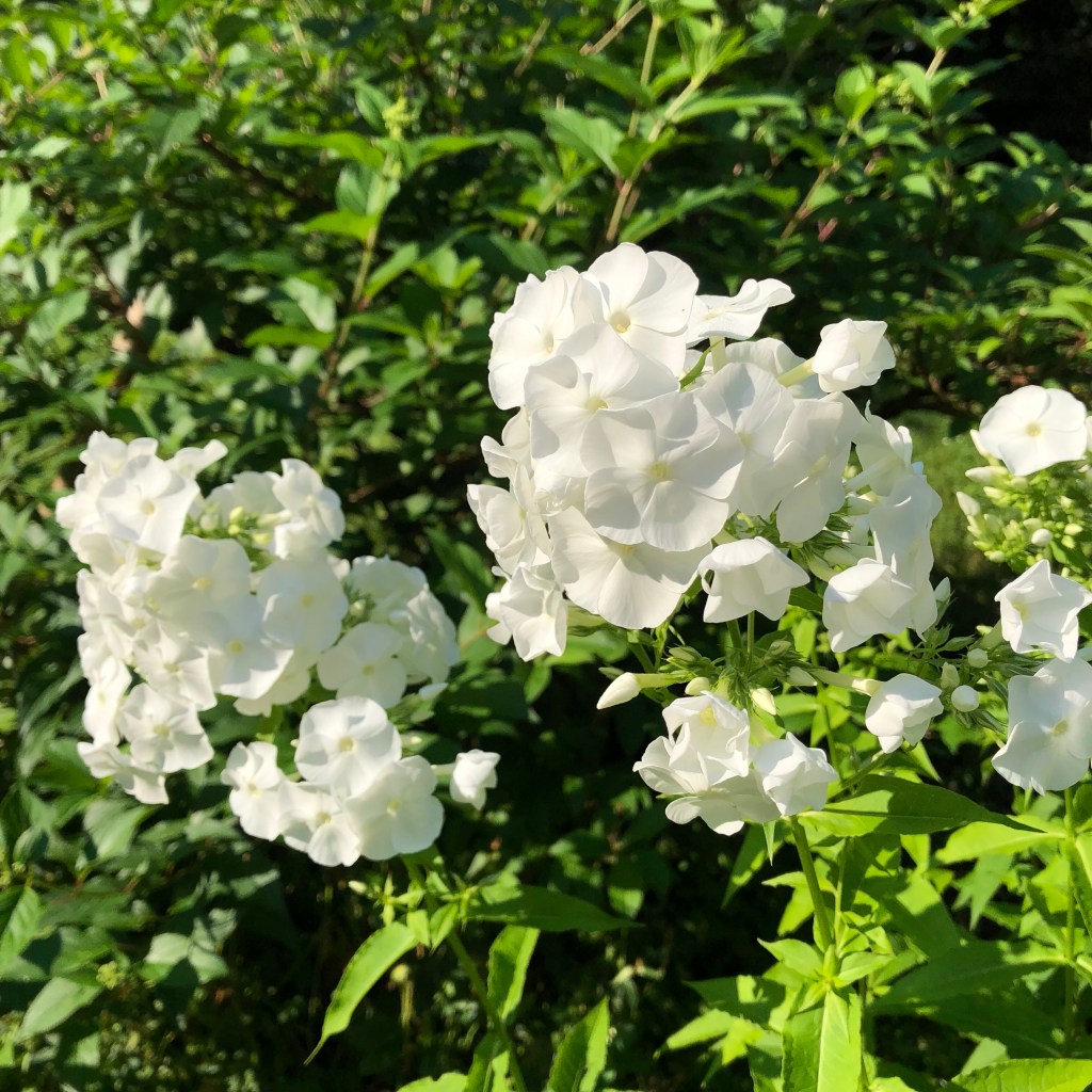 Garden Phlox