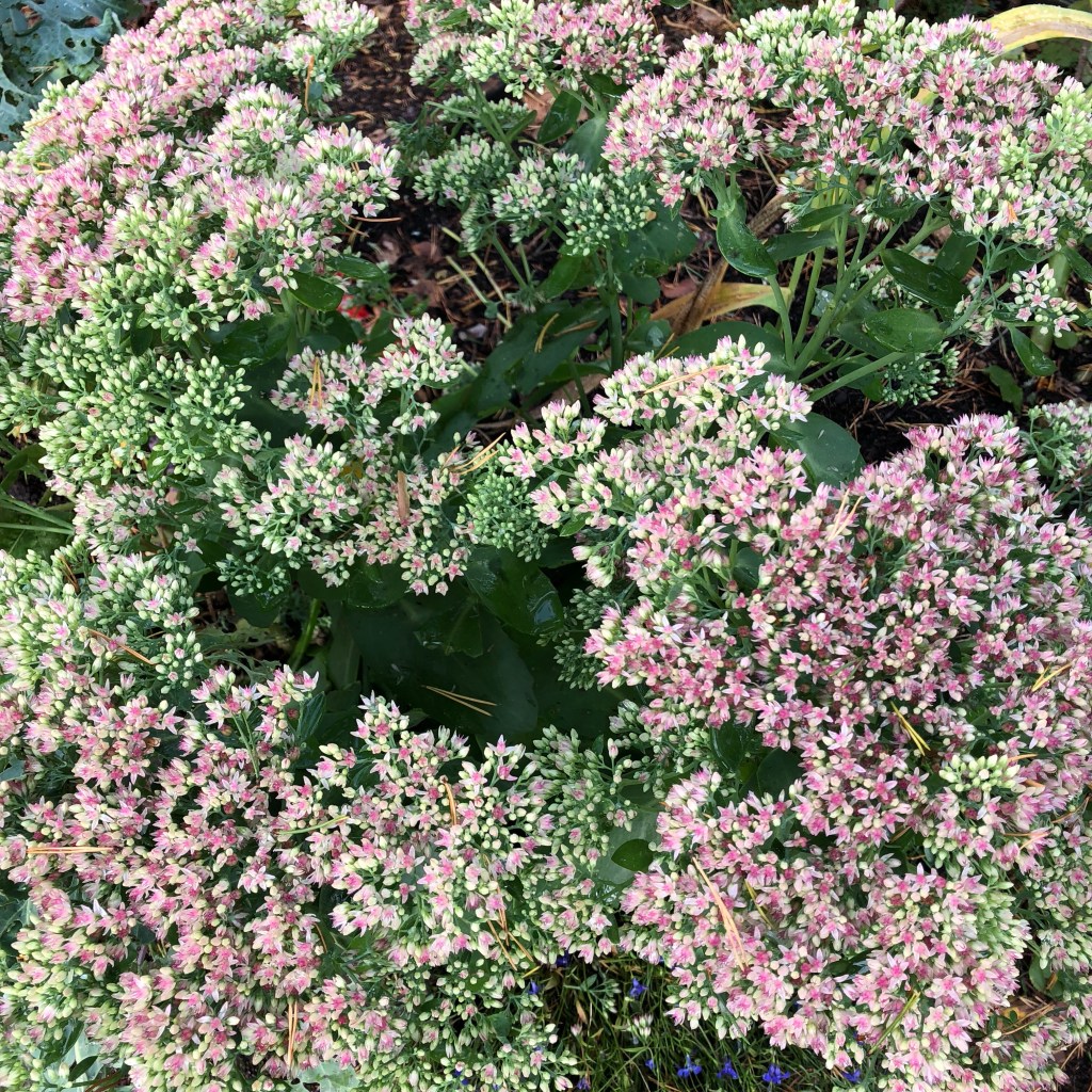 Stonecrop