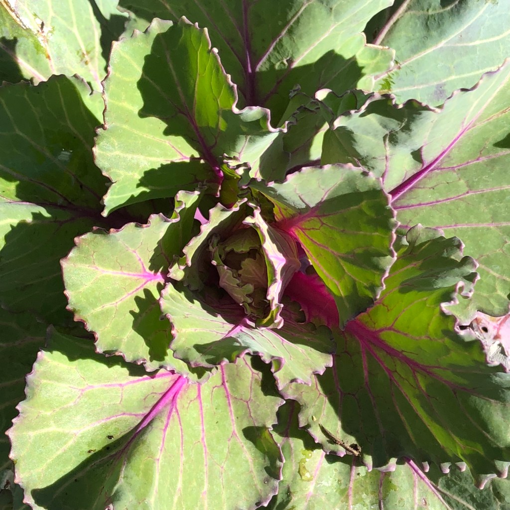 Ornamental Brassica