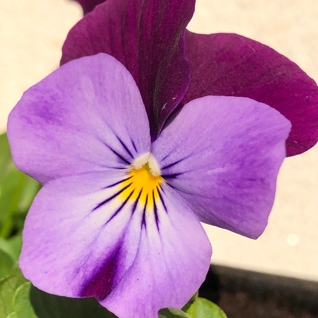 Viola
