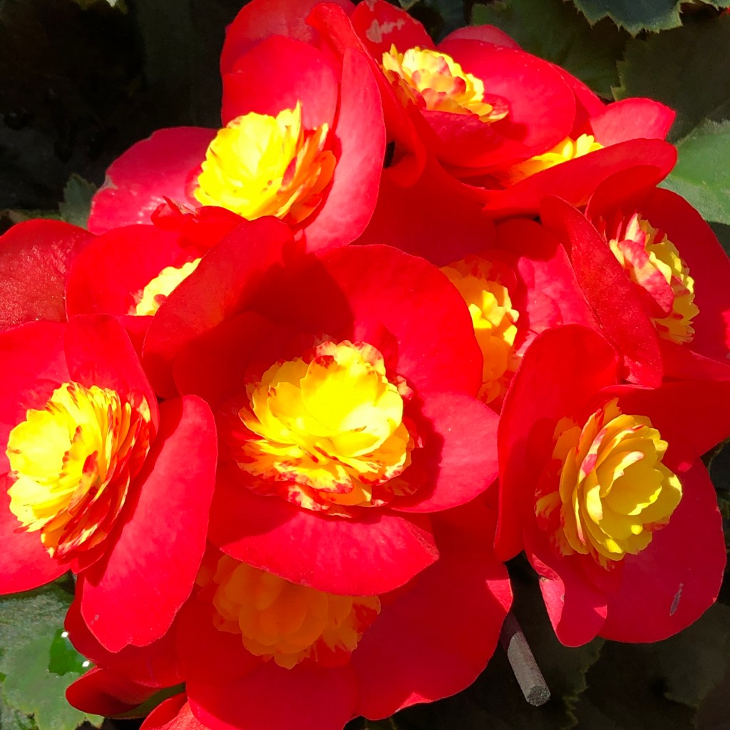 Begonia