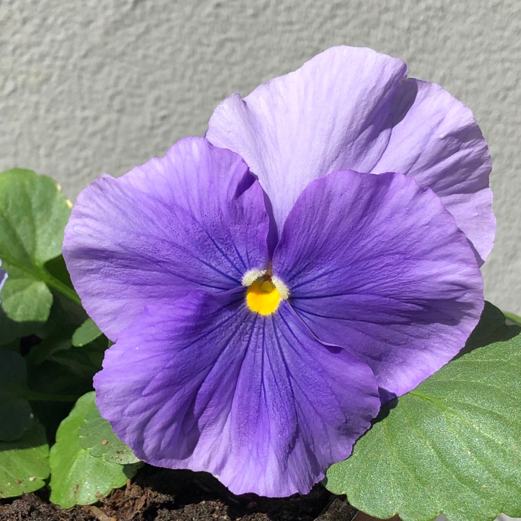 Pansy