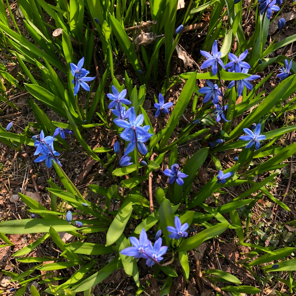 Siberian squill