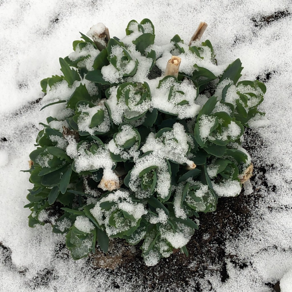 Stonecrop