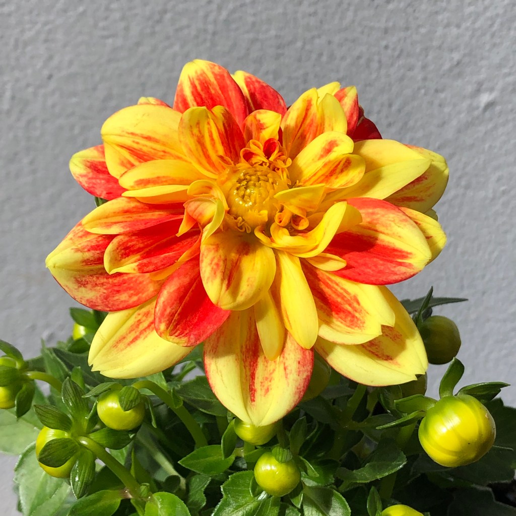 Dahlia