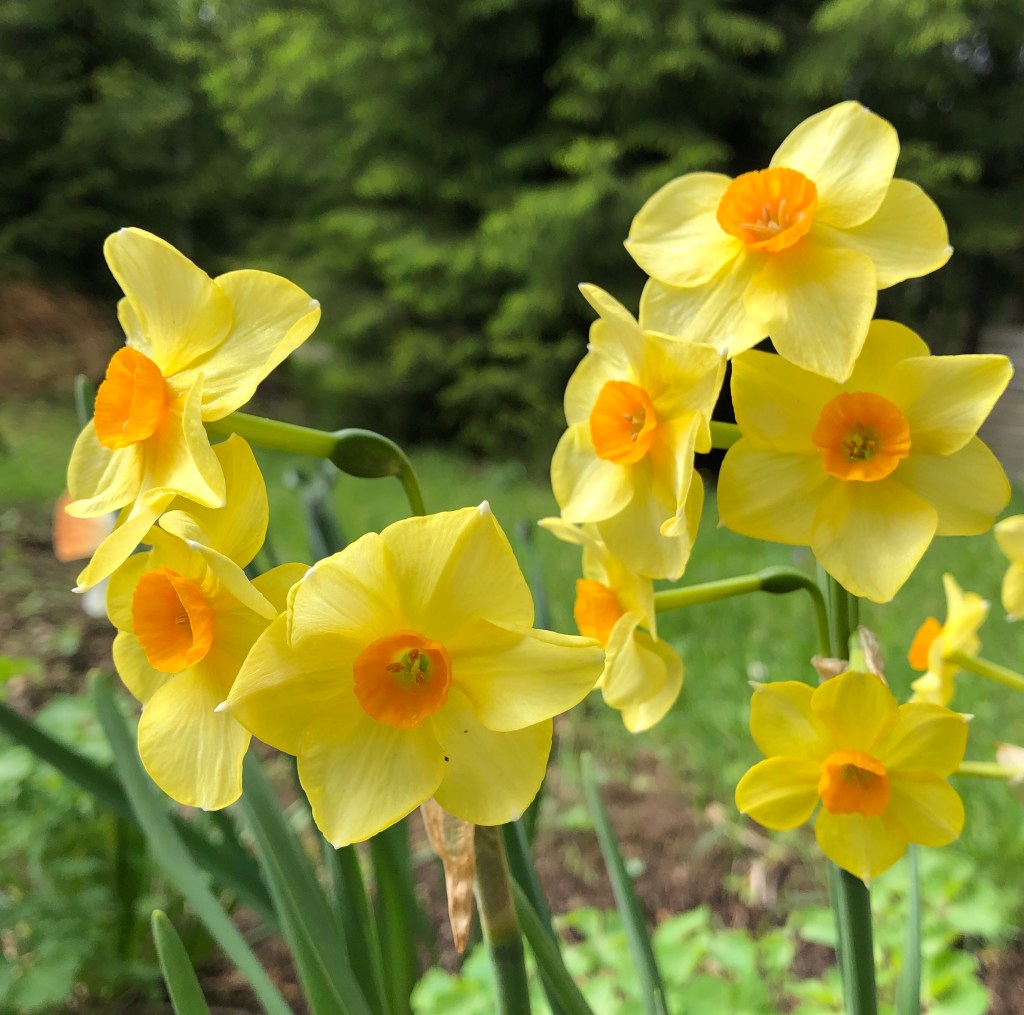 Daffodil