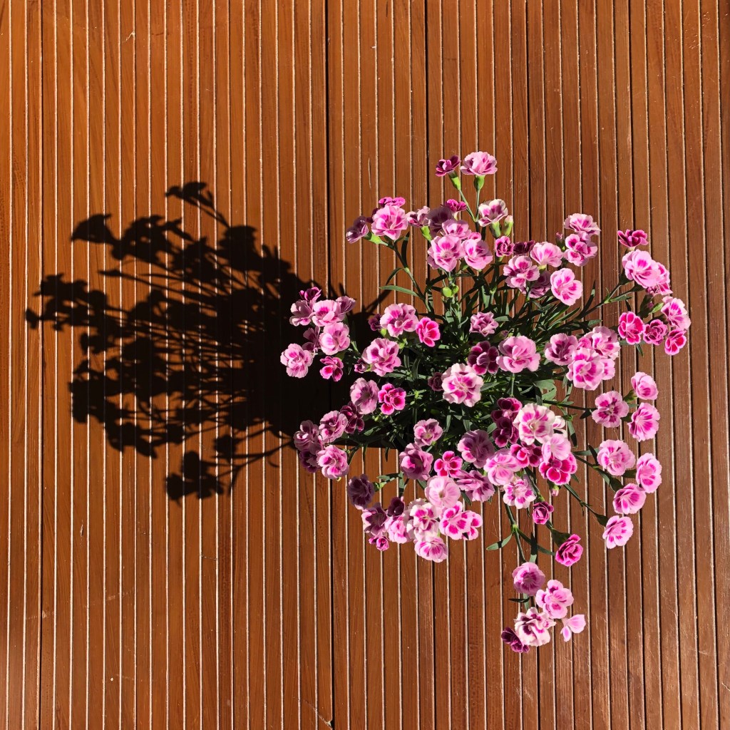 Dianthus