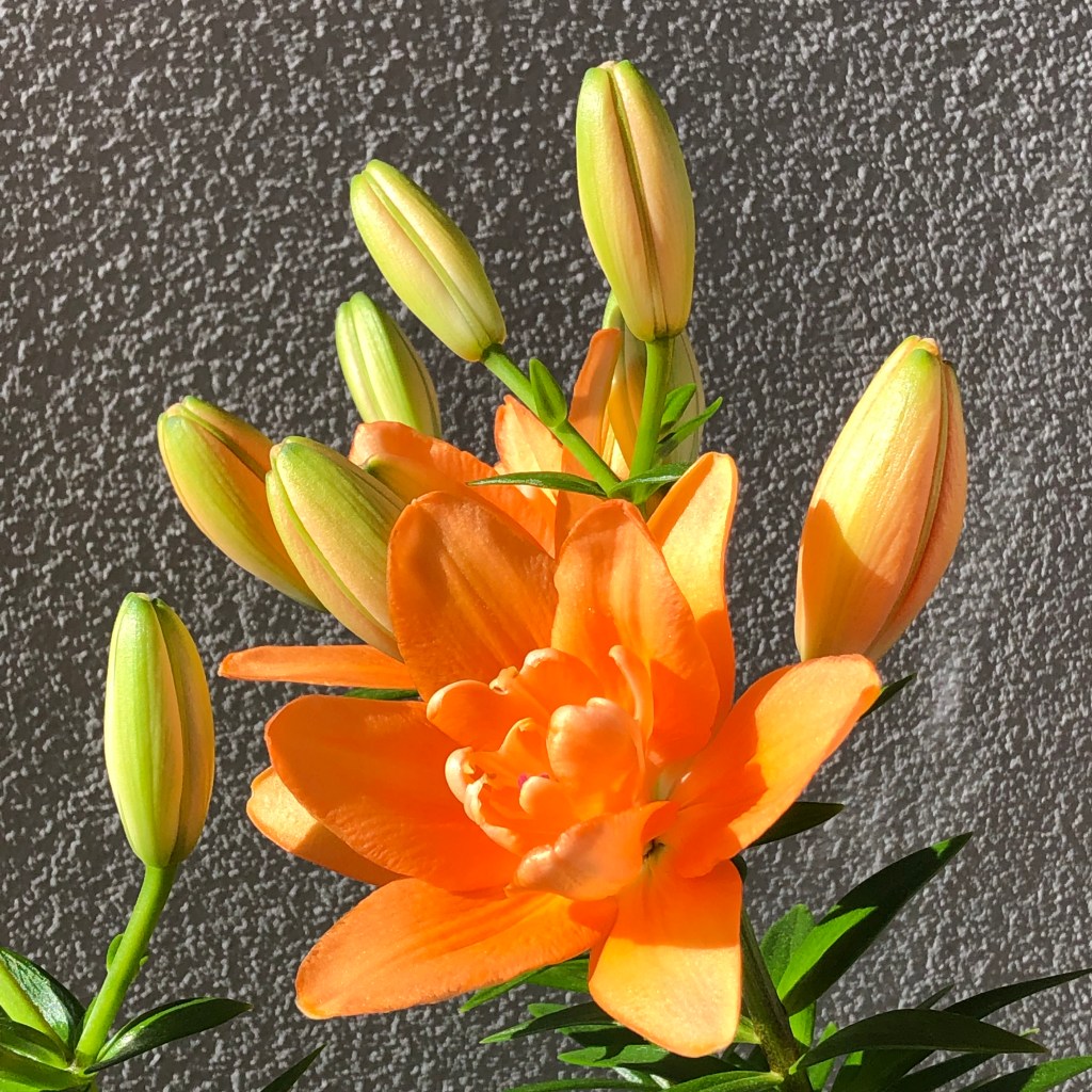 Lily
