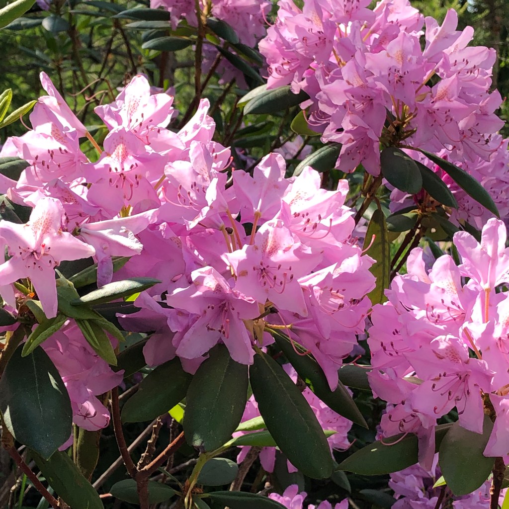 Rhododendron