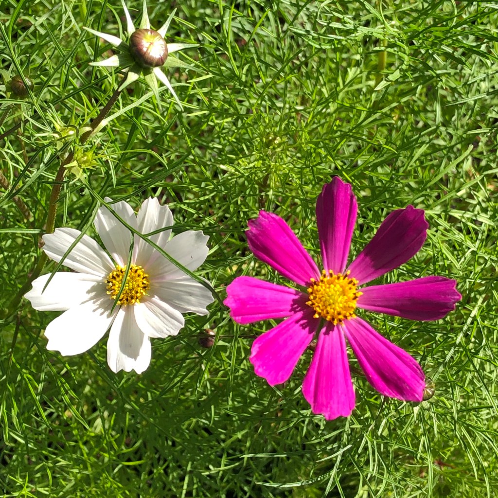 Cosmos