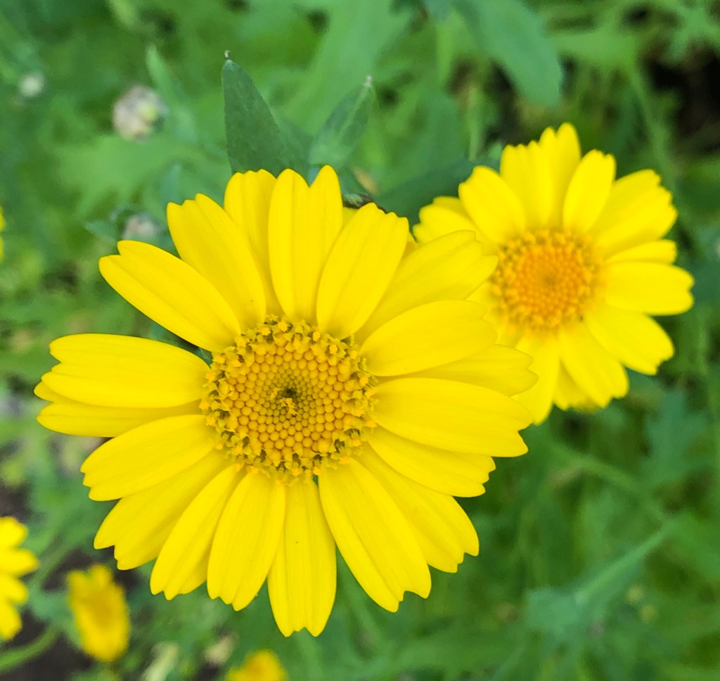 Corn Marigold