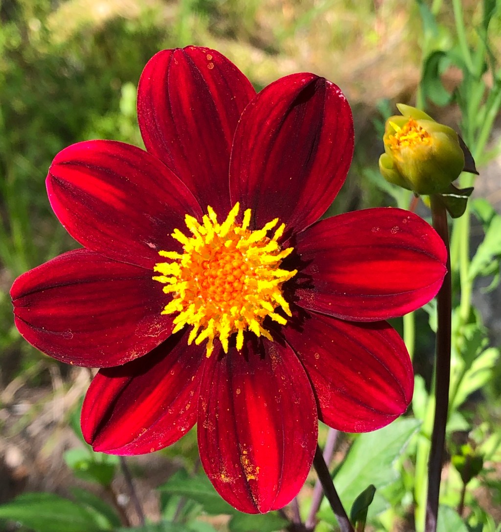 Topmix Red