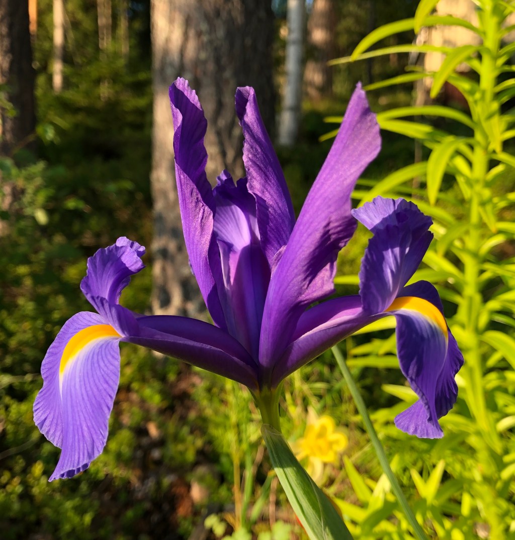 Iris