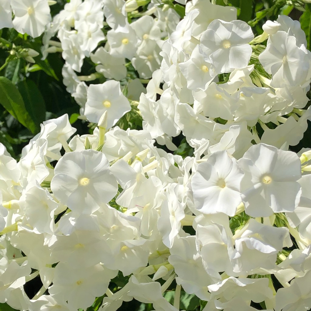 Garden Phlox