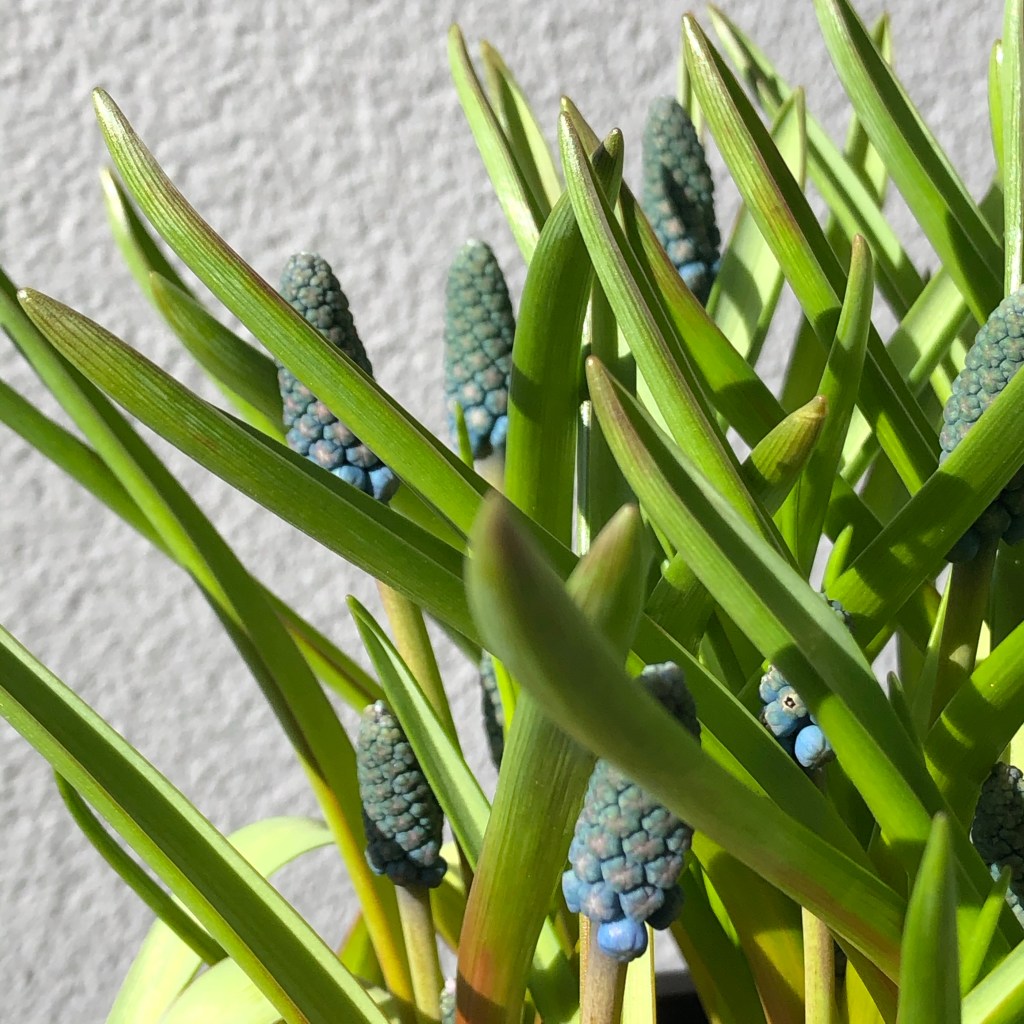 Garden Grape-hyacinth