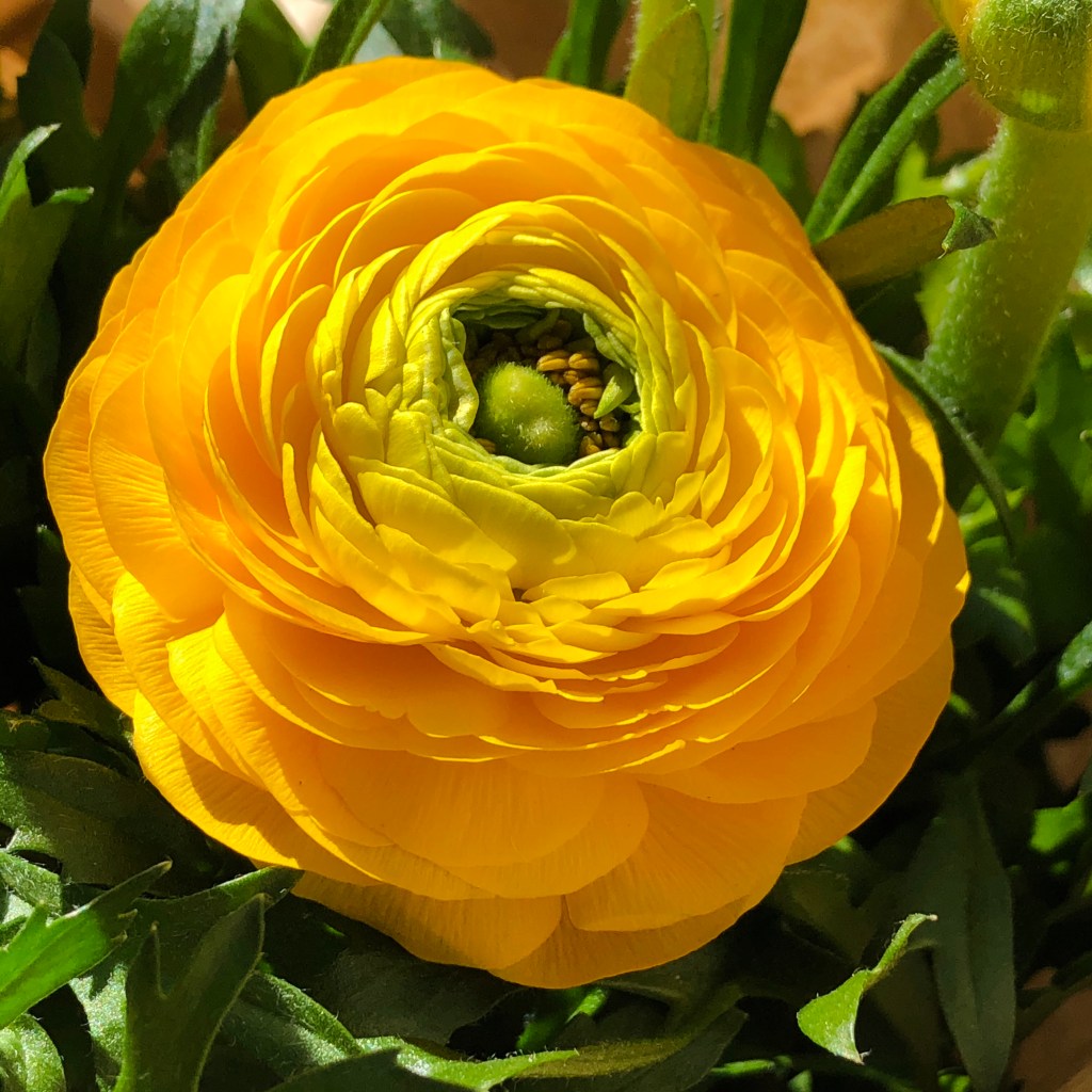 Persian Buttercup