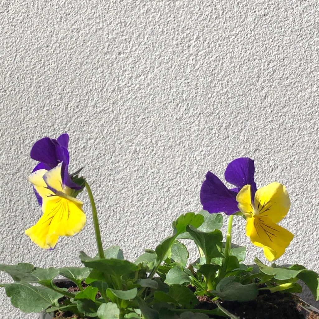 Pansy
