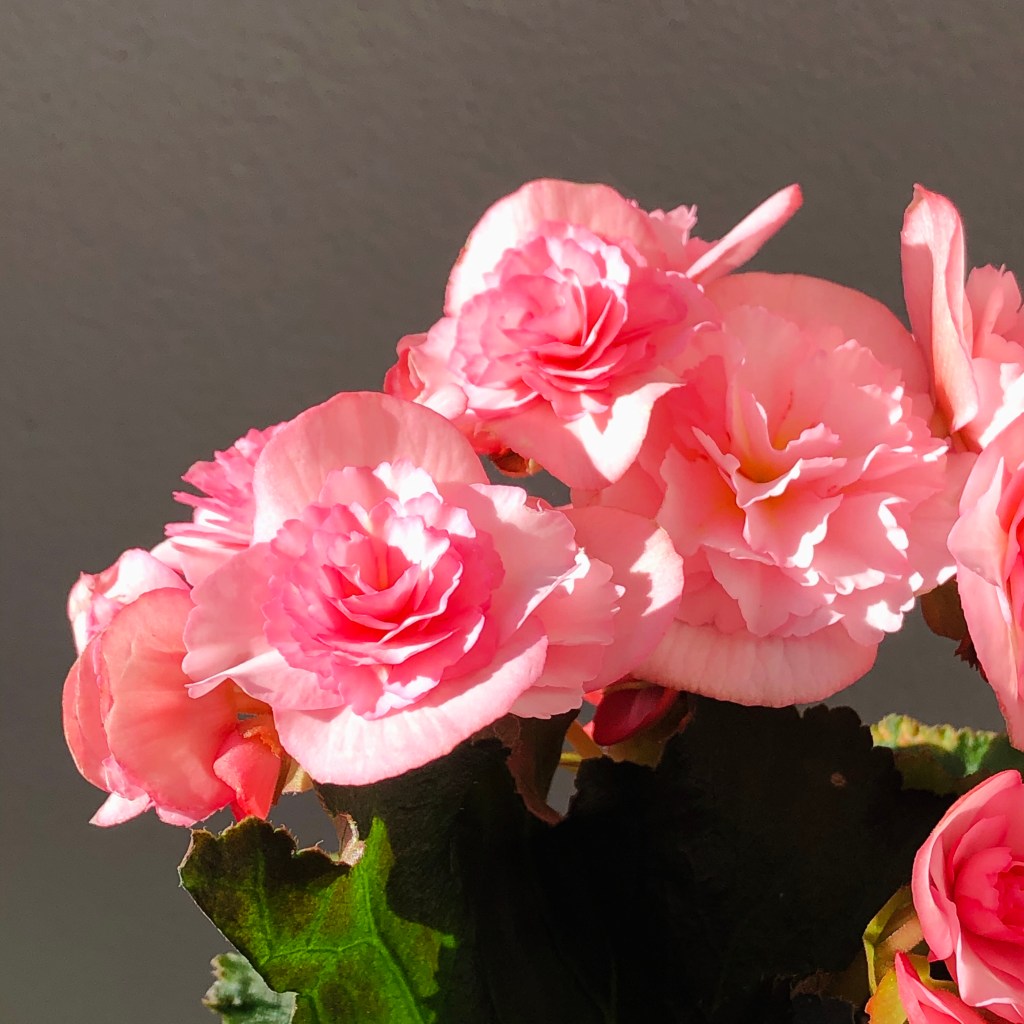 Begonia