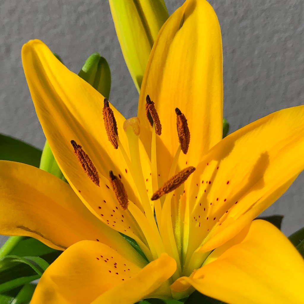 Lily