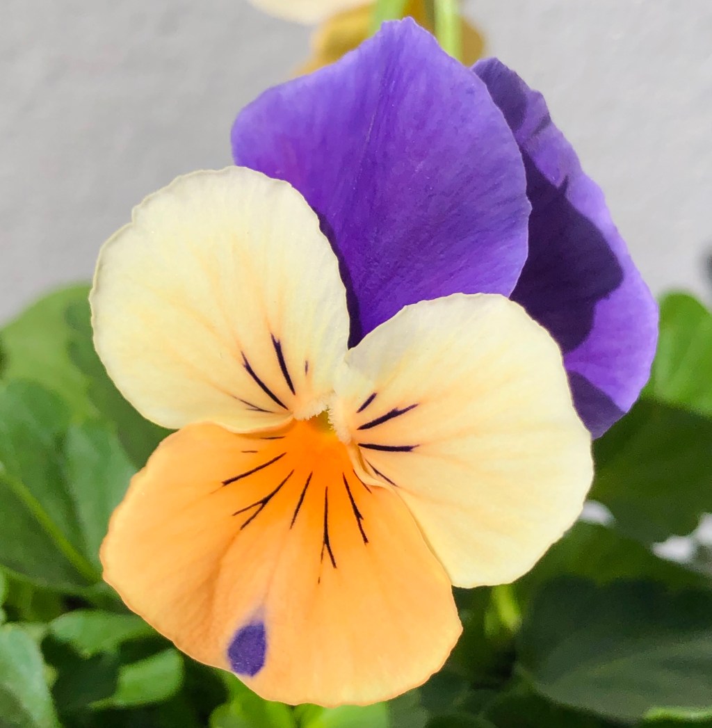 Violet