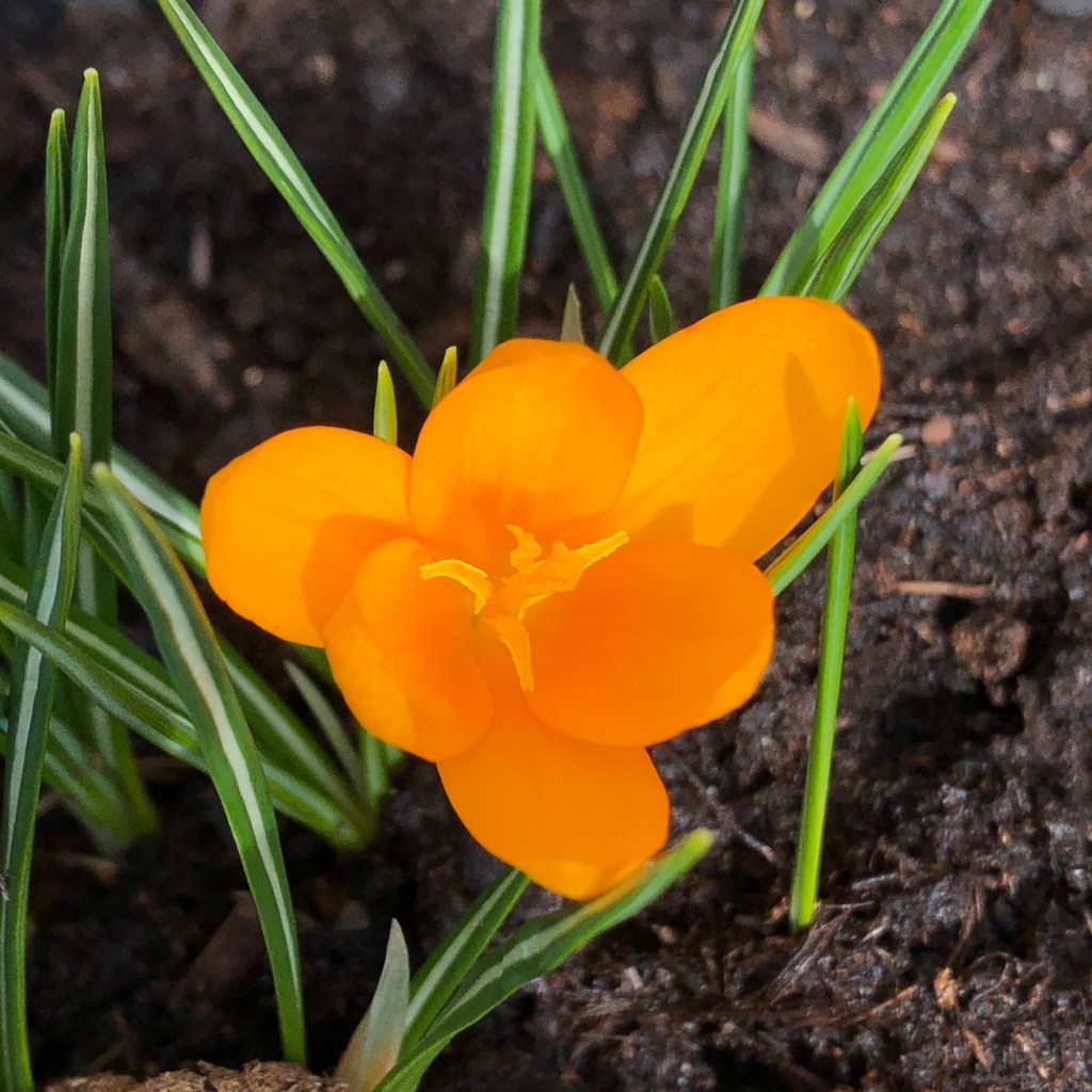 Spring Crocus