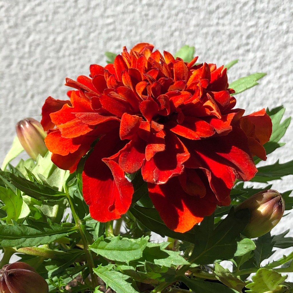 African Marigold